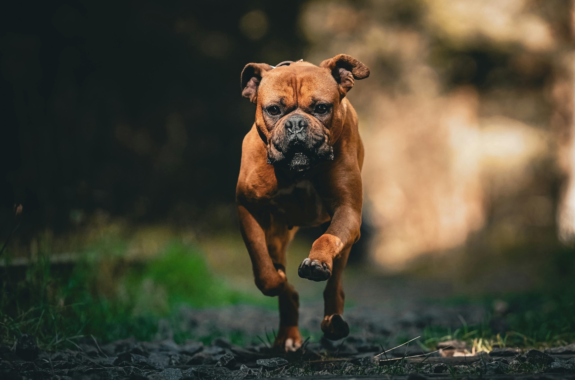 Pet Friendly 30A Vacations