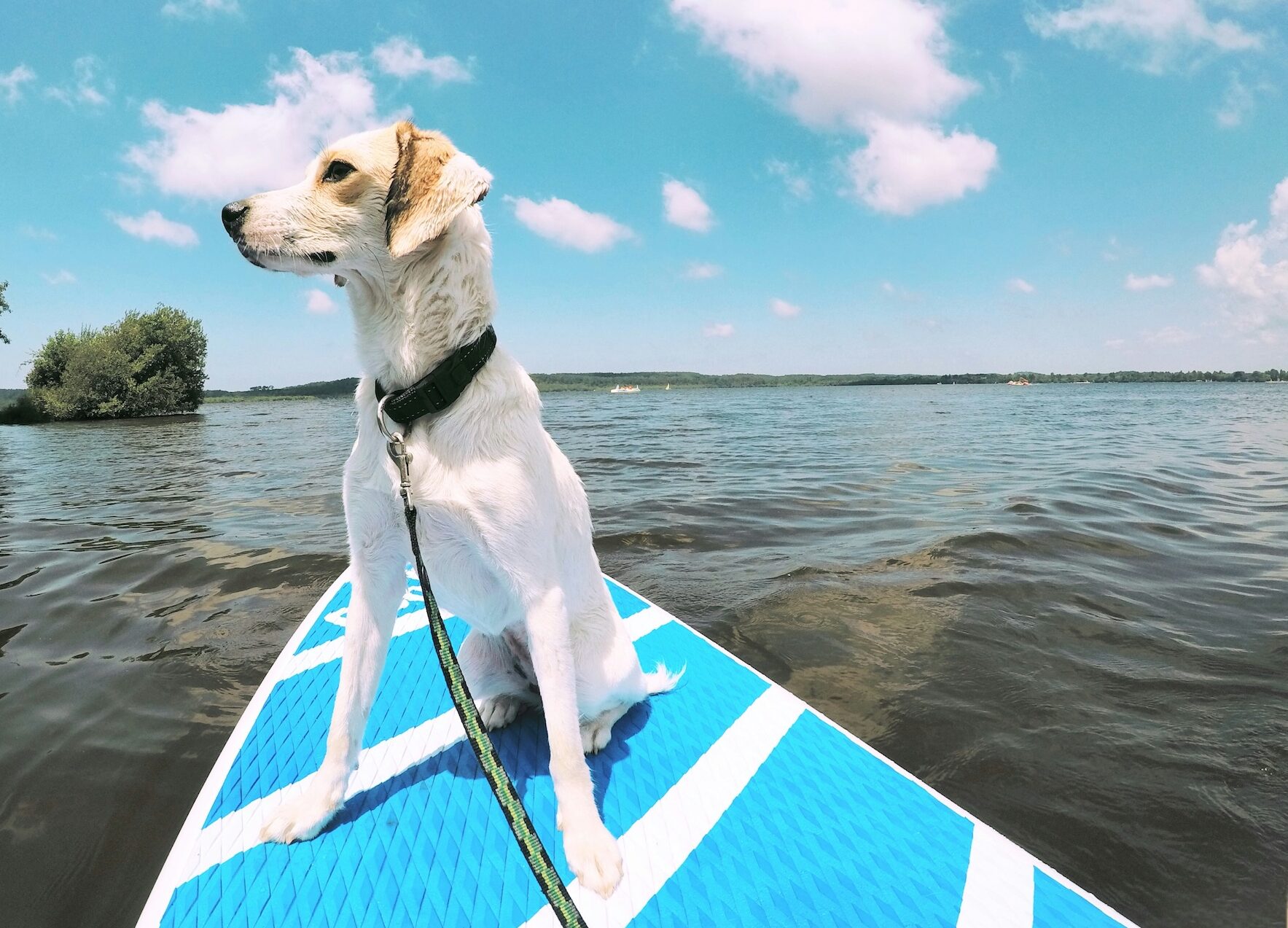 pet friendly florida vacation